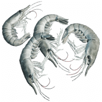 Shrimp