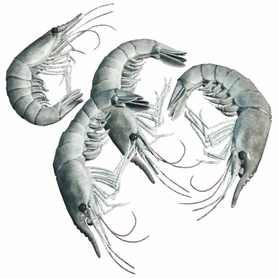 Shrimp