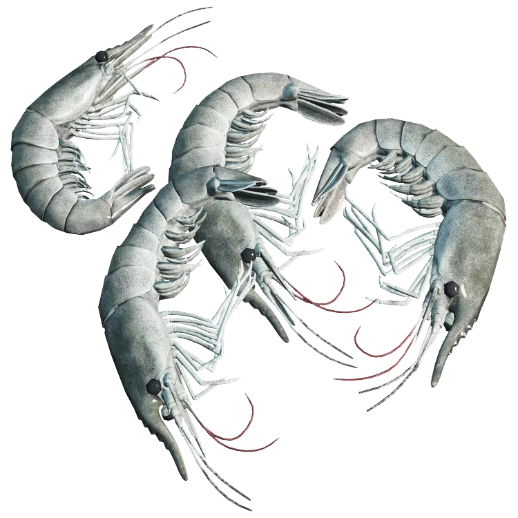 Shrimp