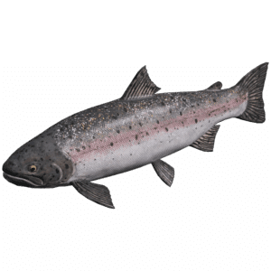 SteelheadTrout