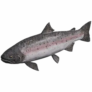 SteelheadTrout