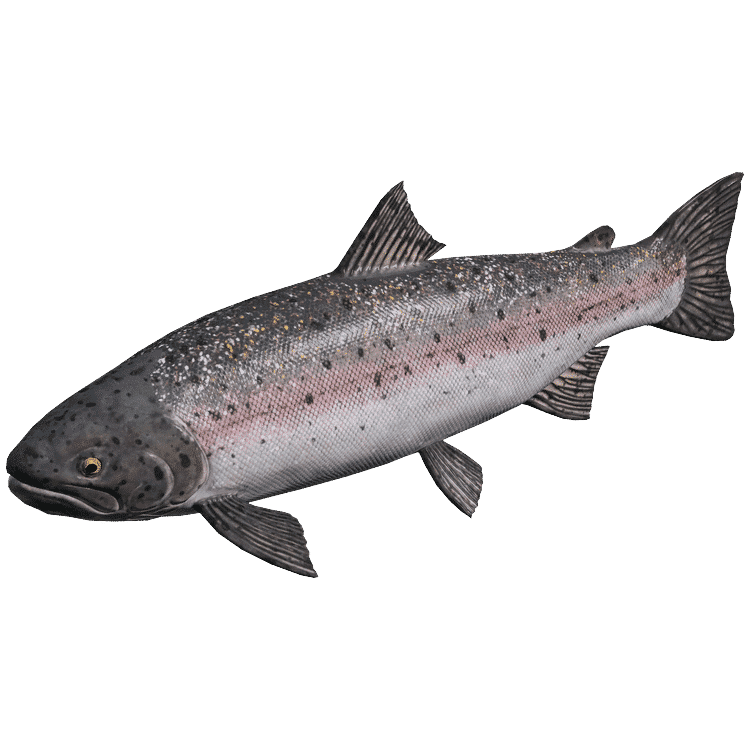Steelhead Trout
