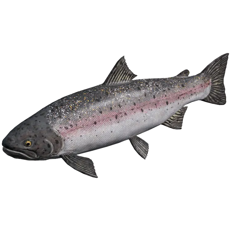Steelhead Trout
