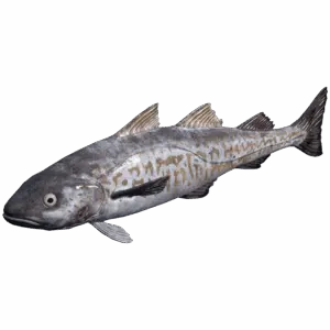 Walleye Pollock