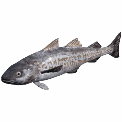 Walleye Pollock