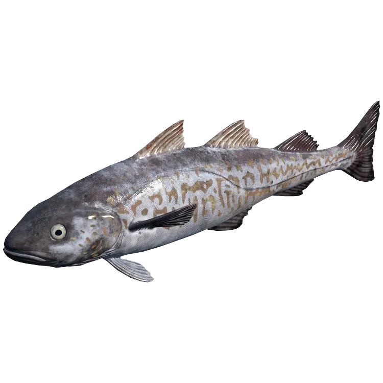 Walleye Pollock
