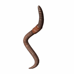 Worm
