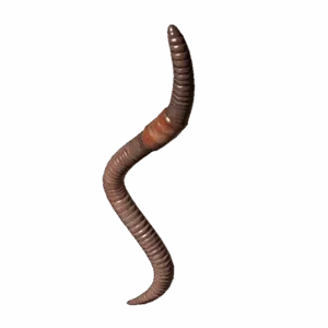 Worm