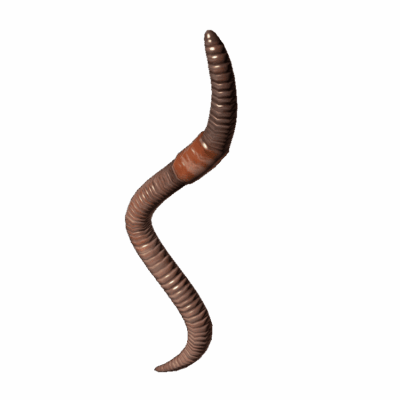 Earthworm