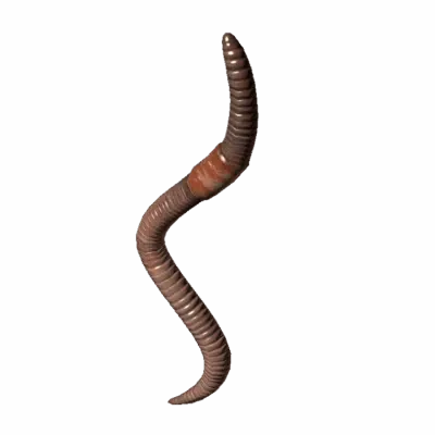 Earthworm