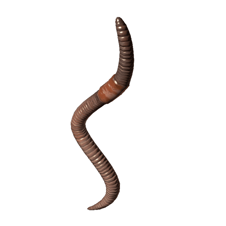 Earthworm