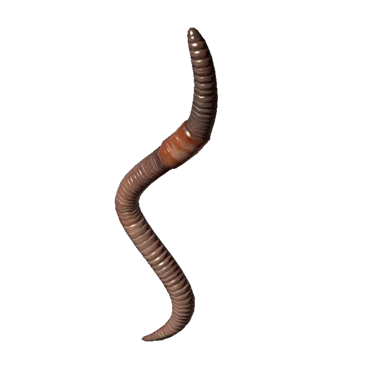 Earthworm