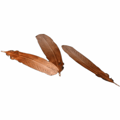Chicken Feathers