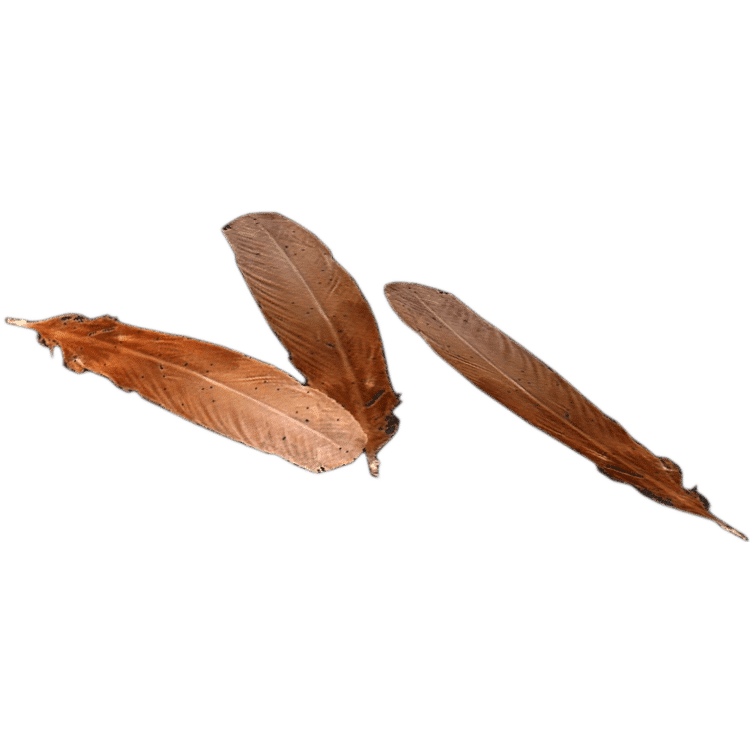 Chicken Feathers
