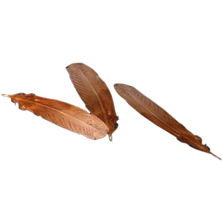 Chicken Feathers