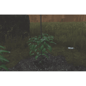 Plant Pepper