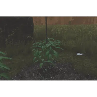 Pepper Plant