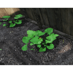 Plant Pumpkin