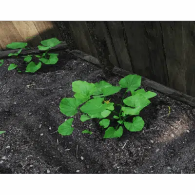 Pumpkin Plant