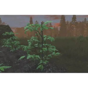 Plant Tomato