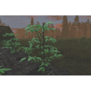 Potato Plant