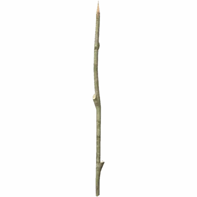 Sharpened Stick