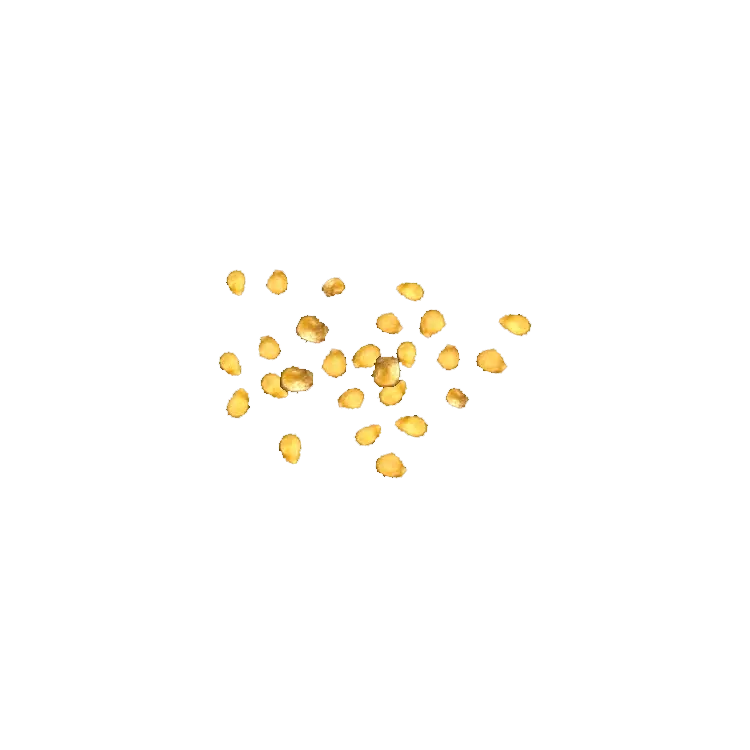Tomato Seeds