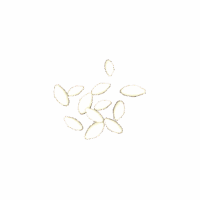 Zucchini Seeds