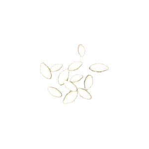 Zucchini Seeds