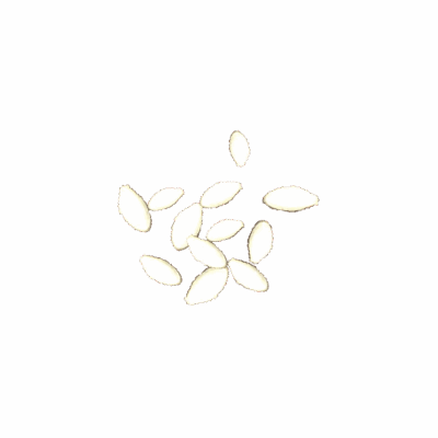 Zucchini Seeds